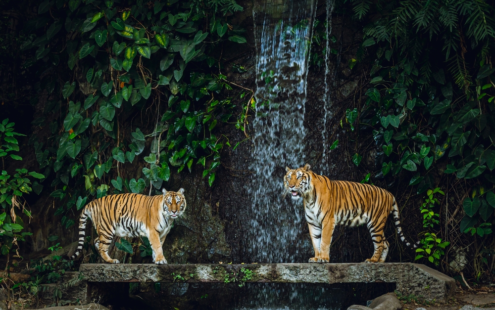 A,Scenic,View,Of,Two,Siberian,Tigers,In,The,Zoo