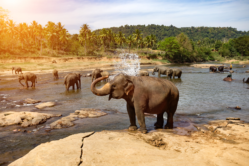Elephants,Bathing,In,The,River.,National,Park.,Pinnawala,Elephant,Orphanage.