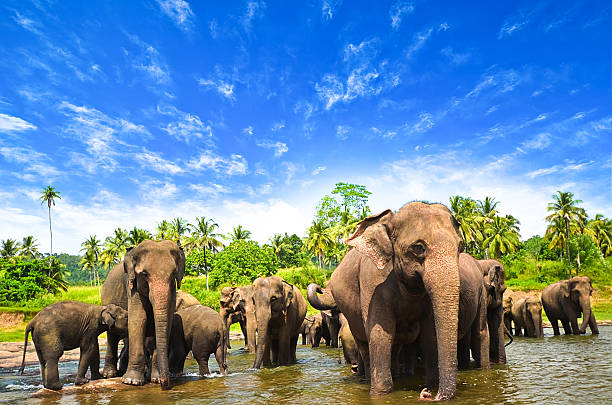 Elephants in the beautiful landscape