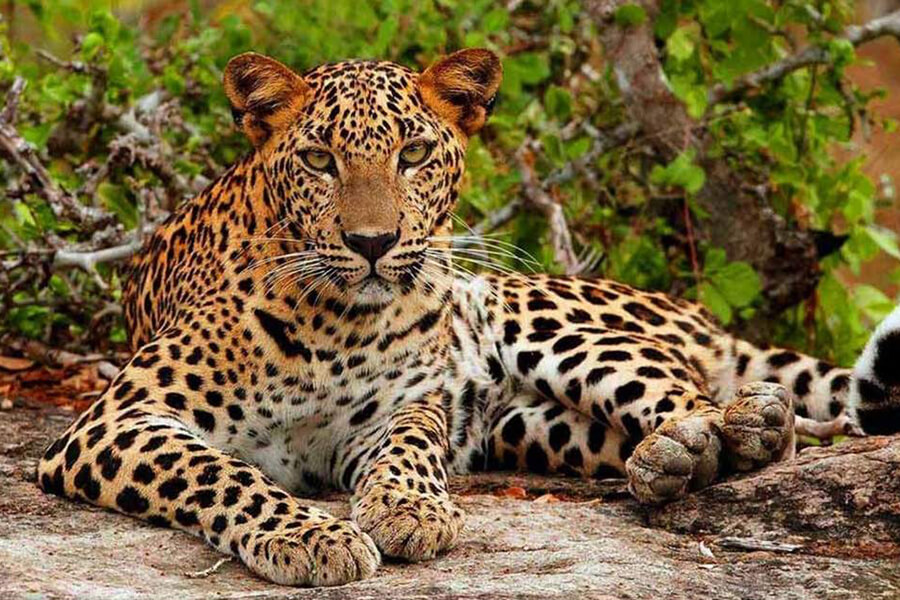 safari-trip-to-Yala-National-Park-1