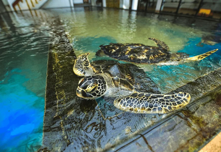 sea-turtles-at-mahamodara