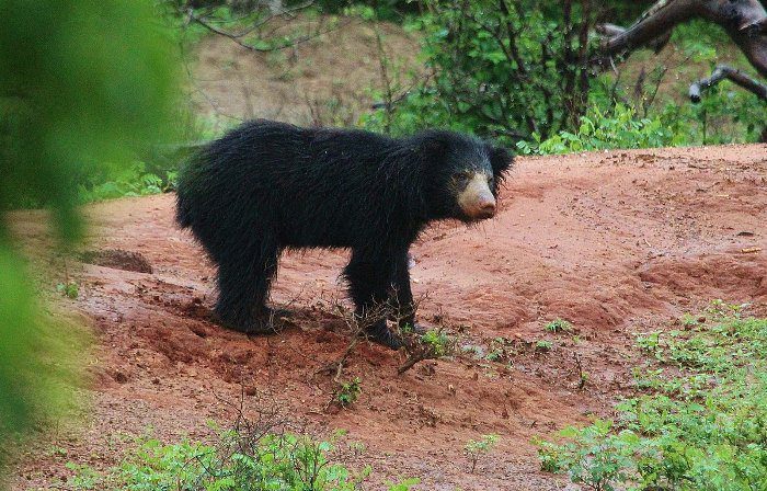 sri-lankan-sloth-bear