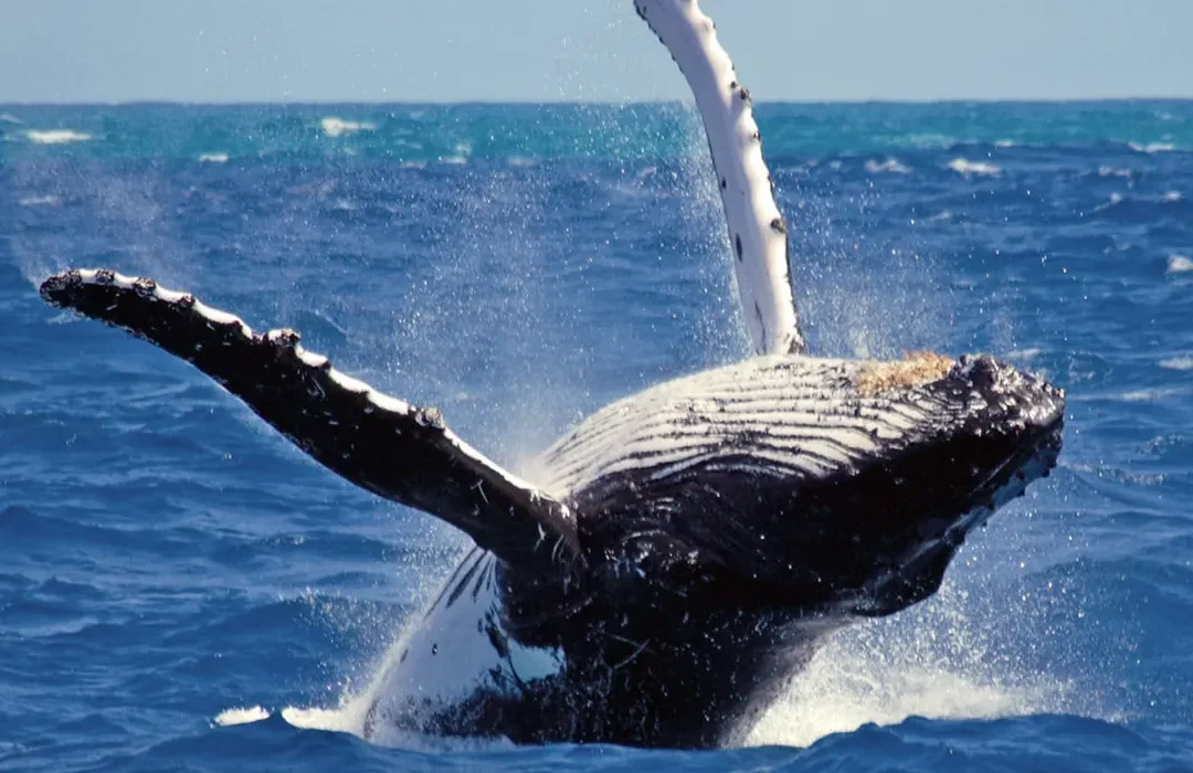 whale-watching-in-mirissa